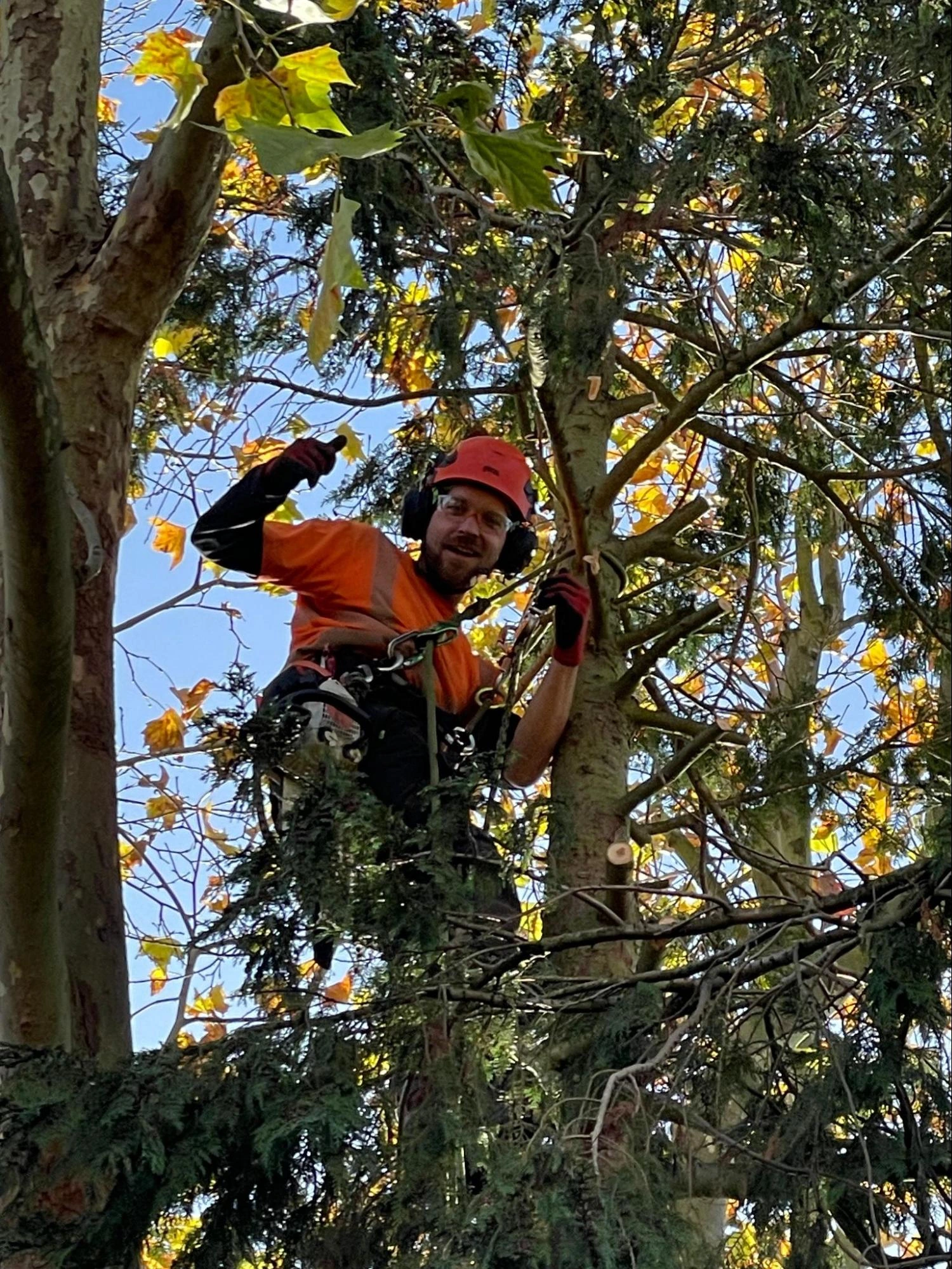 Woodford Green Tree Care Experts